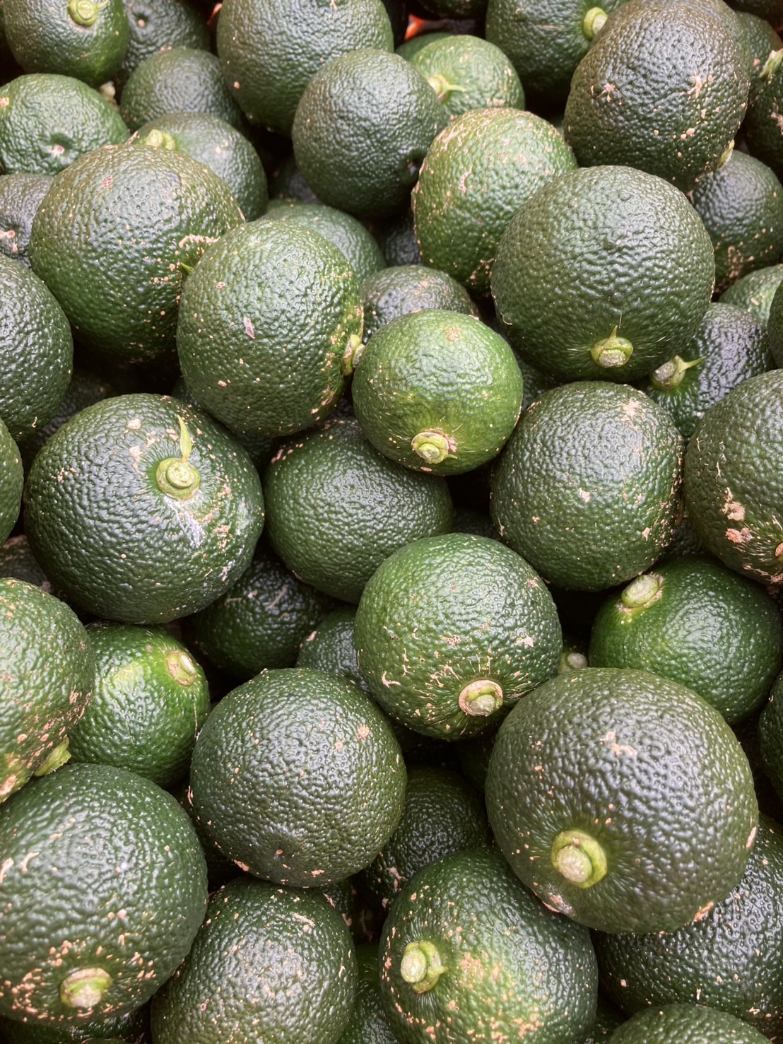 収穫した青柚子